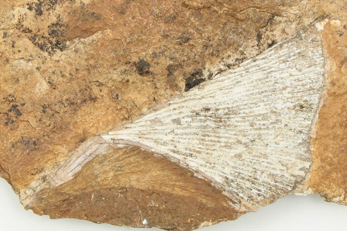 1.75" Fossil Ginkgo Leaf From North Dakota - Paleocene